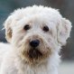 Sam, Puli-Mix - Rüde