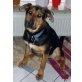 Sam, Sammy, Labrador-Schäferhund-Mix sucht neues Zuhause - Rüde