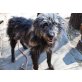 Sam, Schnauzer-Mischling - Rüde