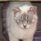 Sam, Siamesen - Kater