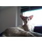 Sam, Siamesen - Kater