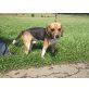 Sam, der kleine liebe Wanderpokal - Rüde