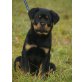 Sam von der Schlossallee, Rottweiler Welpen - Rüde
