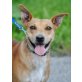 Samantha 3, Pinscher-Mischlingshündin - Hündin