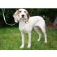 Samba, Griffon/Sabueso-Mix - Hündin