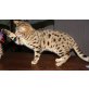 Samba Pa Ti, Bengalkatze - Kater