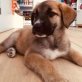 Samba ist eine kleine Schmusekatze, Mastin-Espanol Mischlingswelpin Welpen - Hündin