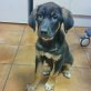 Samba sucht tolle Menschen, Mastin-Espanol-Mischling Welpen - Hündin