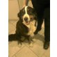 Sambo, Berner Sennenhund - Rüde