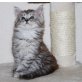 Sami Khedira, Maine Coon - Kater