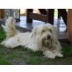 Samir, Tibet-Terrier - Rüde