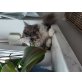 Samira, Maine Coon - Katze