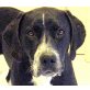 Samira, wunderschöne Pointer-Hündin Welpen - Hündin