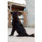 Sammy, Border Collie/Belgischer Schäferhund Mischlin - Rüde
