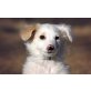 Sammy, BorderCollie-Mudi_Mischling Sammy Welpen - Rüde