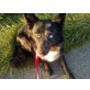 Sammy, Bordercollie/Altdeutscher Hütehund - Rüde