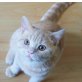 Sammy, Britisch Kurzhaarkatze - Kater