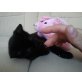Sammy, Burma - Kater