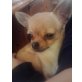 Sammy, Chihuahua kurzhaariger Schlag - Rüde