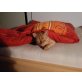 Sammy, Europäische Kurzhaarkatze - Kater