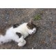 Sammy, Europäische Kurzhaarkatze - Kater