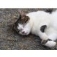 Sammy, Europäische Kurzhaarkatze - Kater
