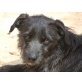 Sammy, Familienhund - Rüde