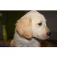 Sammy, Golden Retriever Welpen - Rüde