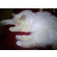 Sammy, Heilige Birma - Kater
