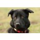 Sammy-Junior, !Dringend Pflegeplatz oder Zuhause gesucht! - Rüde