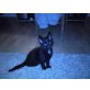 Sammy, Kartäuser-Mix - Kater