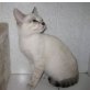 Sammy, Kartäuser - Siam Mix - Kater