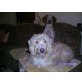 Sammy, Labradoodle - Rüde