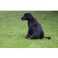 Sammy, Labrador Mix Welpe - Rüde
