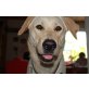 Sammy, Labrador  mix, kastriert - Rüde