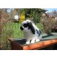 Sammy, Löwenkopf-Zwergwidder - männlich