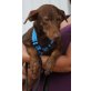 Sammy, Podenco - Rüde