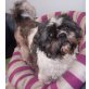 Sammy, Shih Tzu - Rüde