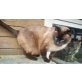 Sammy, Siamesen - Kater