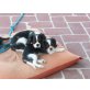 Sammy unser Kuschelmonster sucht noch!, Cavalier King Charles Spaniel - Rüde