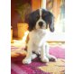 Sammy unser Prinz ist schon stubenrein!, Cavalier King Charles Spaniel - Rüde