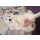 Samojede Welpen - Hündin