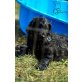 Samors Black Clown AC/DC T.N.T, Flat Coated Retriever Welpen - Rüde