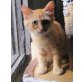Samptpfote Moli, möchte nachhause kommen EKH - Kater