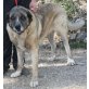 Samson, Bernhardiner Leonberger Mix - Rüde