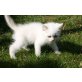 Samson, Britisch Kurzhaarkatze - Kater