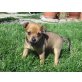 Samson, Chihuahuamix - Rüde