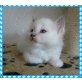 Samson, Heilige Birma - Kater