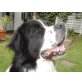 Samson, Neufundländer Mix - Rüde