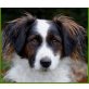 Samu, Dackel-Spaniel-Mix - Rüde